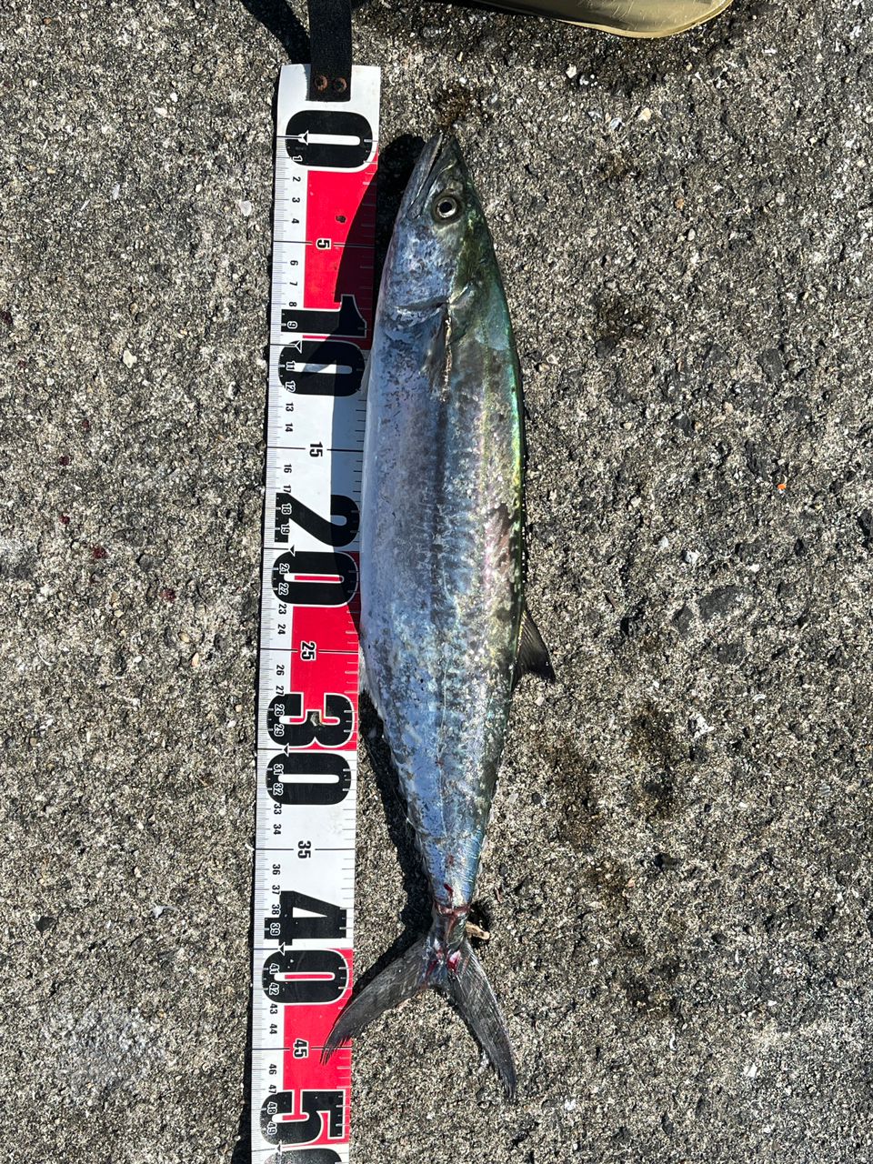 SHIMANO 22コルトスナイパーSS LSJ S96MLの最安値・インプレ