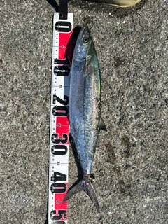 サゴシの釣果