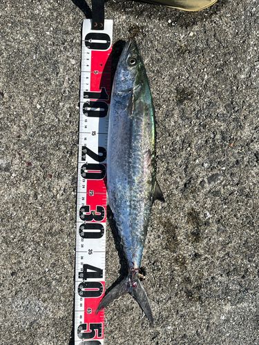 サゴシの釣果
