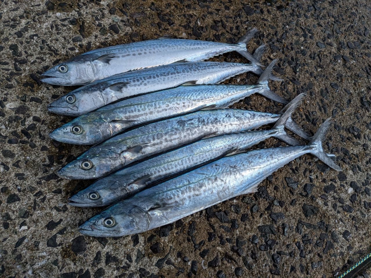 ファーストキャスト ショアジギング FCS-1002MH Amazon | メジャークラフト ファーストキャストショアジギング FCS