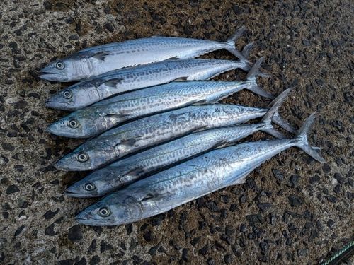 サゴシの釣果