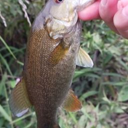 スモールマウスバス