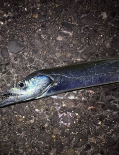 タチウオの釣果