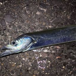 タチウオ