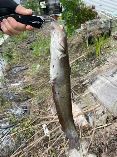ナマズの釣果