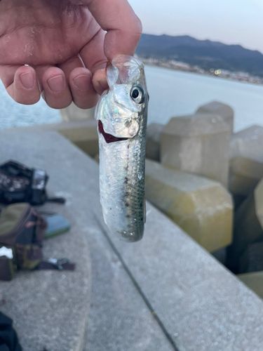 マイワシの釣果