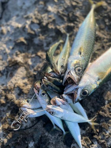 マサバの釣果