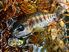 ヤマメの釣果