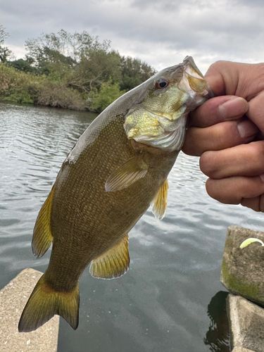 スモールマウスバスの釣果