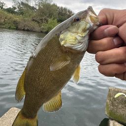 スモールマウスバス