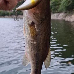 ブラックバス
