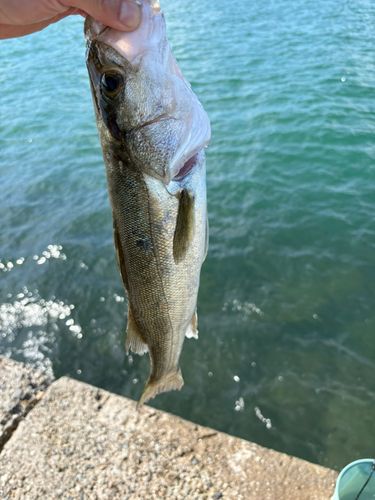 フッコ（マルスズキ）の釣果