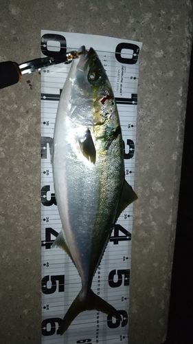 陸奥湾