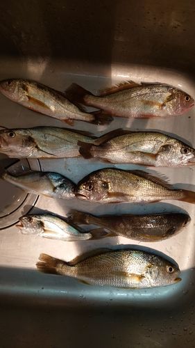 イシモチの釣果