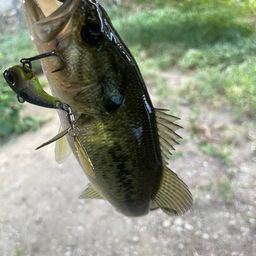 ブラックバス