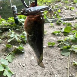 ブラックバス