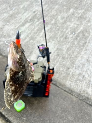ヒラメの釣果