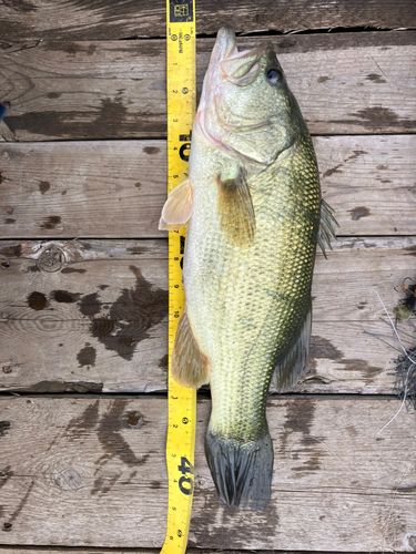 ラージマウスバスの釣果