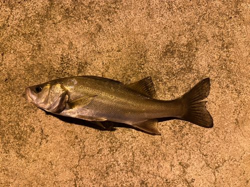 セイゴ（マルスズキ）の釣果