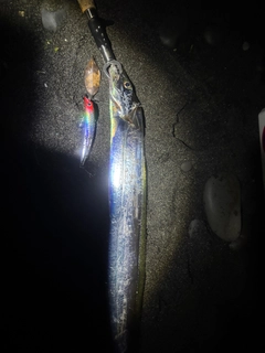 タチウオの釣果