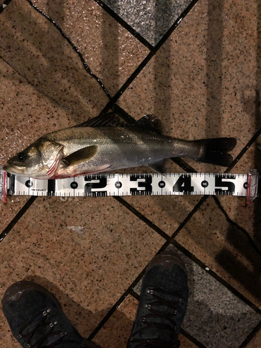 シーバスの釣果