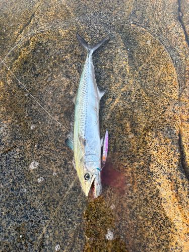 サゴシの釣果