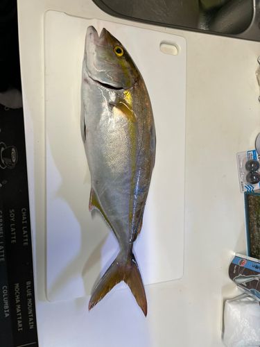 カンパチの釣果