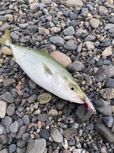 ワカシの釣果