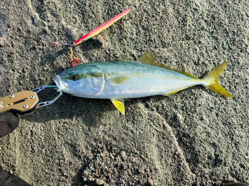 ツバスの釣果