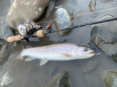 アメマスの釣果