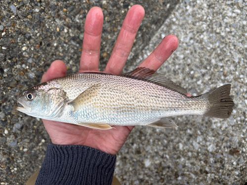 イシモチの釣果