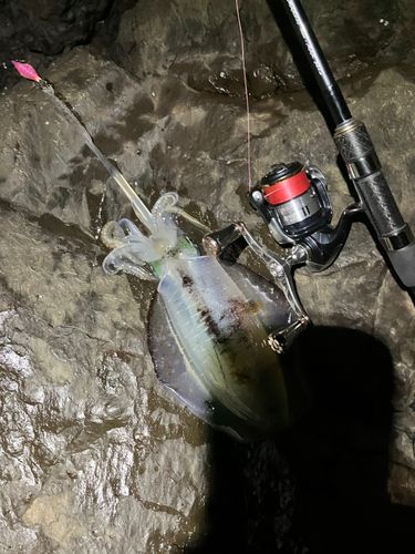 アオリイカの釣果