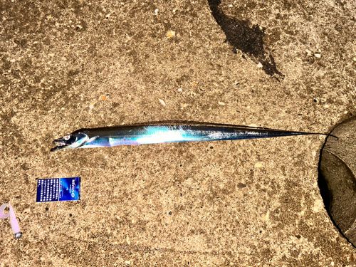 タチウオの釣果