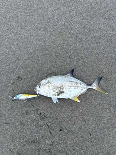メッキの釣果