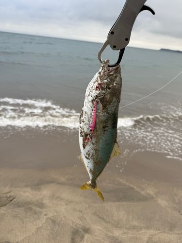 イナダの釣果