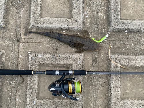 マゴチの釣果