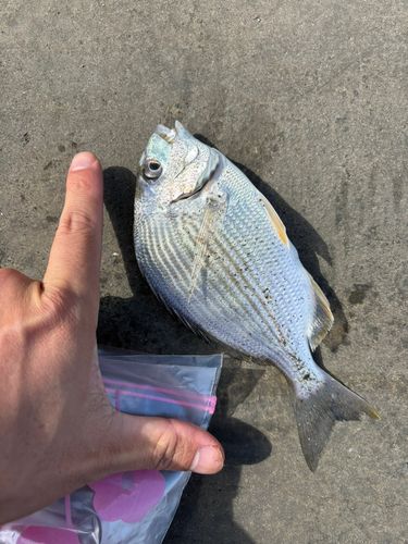 ヘダイの釣果