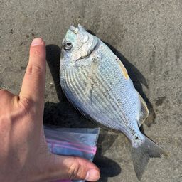 ヘダイ