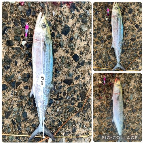 サゴシの釣果