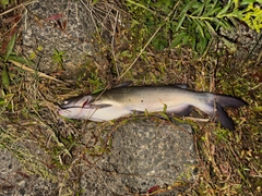 アメリカナマズの釣果