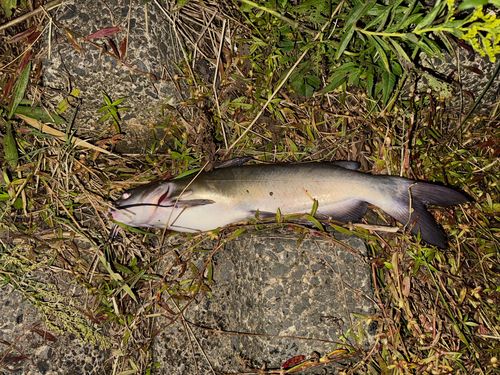 アメリカナマズの釣果