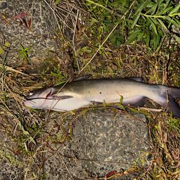 アメリカナマズ