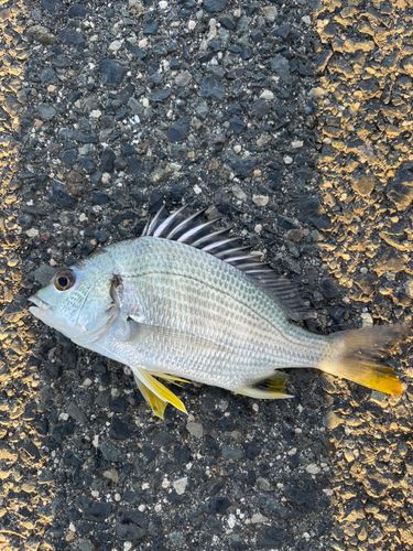 キビレの釣果