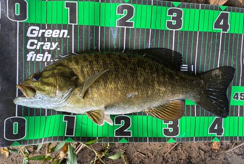 スモールマウスバスの釣果