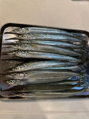 サヨリの釣果