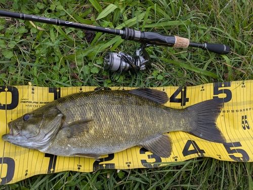 スモールマウスバスの釣果