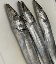 タチウオの釣果