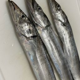 タチウオ
