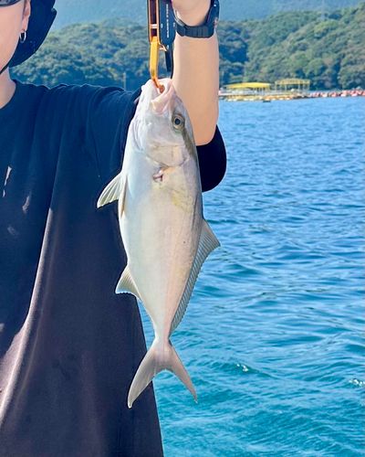 シオの釣果