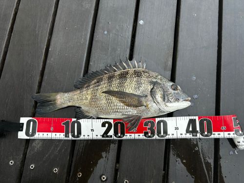 チヌの釣果